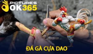 Đá gà cựa dao
