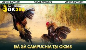 Đá gà Campuchia tại OK365