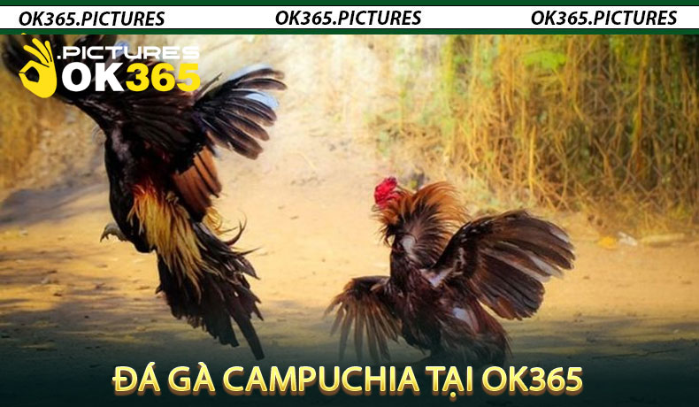 Đá gà Campuchia tại OK365